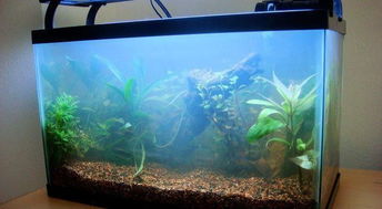水族造景美學(xué) 居家魚缸設(shè)計效果圖鑒賞與靈感指南