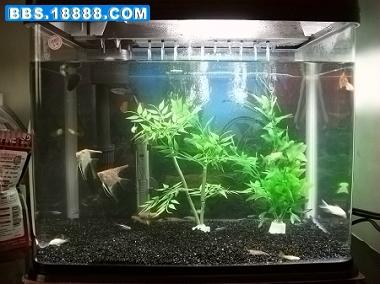 新手入門 如何為你的小魚缸打造一個生機(jī)盎然的微縮水景